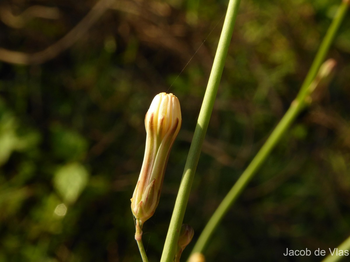 Launaea intybacea (Jacq.) Beauverd